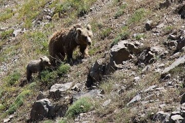 هشدار محیط زیست نسبت به ورود به زیستگاه‌های حیات‌وحش در ارتفاعات آذربایجان‌غربی