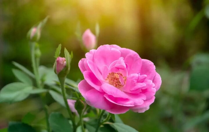 اجرای طرح «باغ مدرسه» در بروجرد/ کاشت ۲۰۰ اصله گل محمدی در مدرسه روستای شیروان