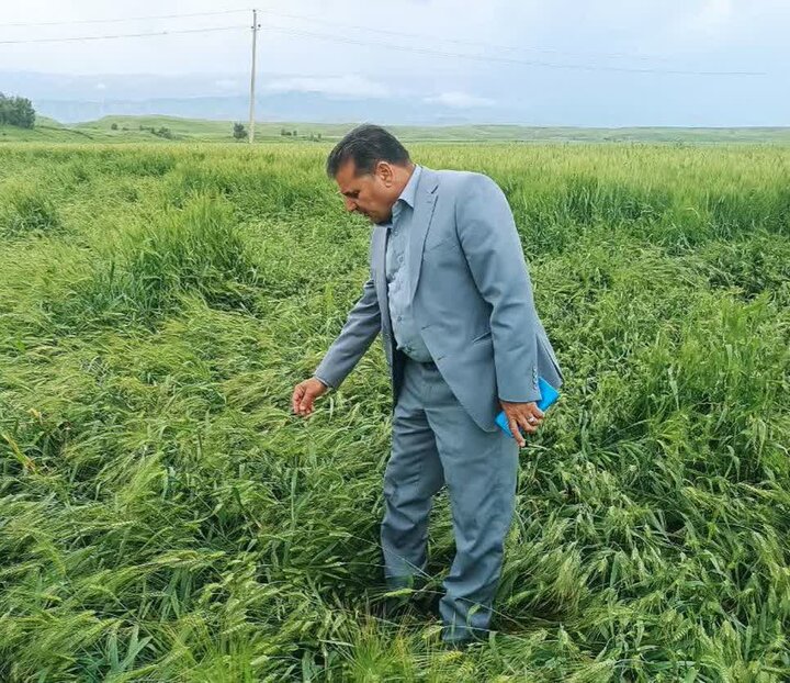 مدیر جهاد کشاورزی شهرستان: خسارت گسترده تگرگ به محصولات کشاورزی دره‌شهر
