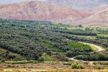 باغات فشرده زیتون در طارم سبب ایجاد جنگل های دست ساز چشم نواز در این شهرستان شده است