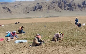 کشت نشایی پیاز در اقلید/ پیش‌بینی کشت ۲۱۰۰ هکتار در سال جاری