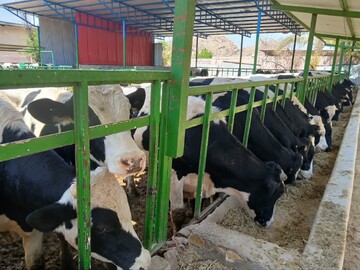 رتبه نخست تولید گوشت قرمز فارس به کازرون رسید