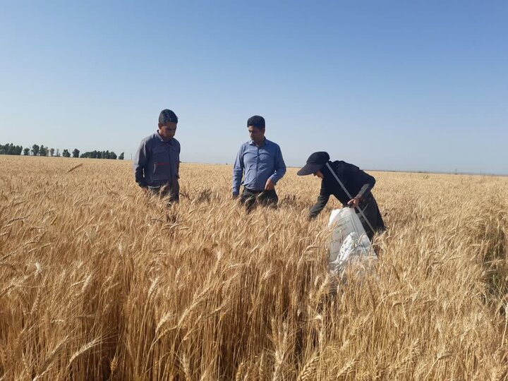 عکس تزئینی است هشدار درباره خسارت علفهای هرز به مزارع کرمانشاه/ کشاورزان مبارزه را جدی بگیرند