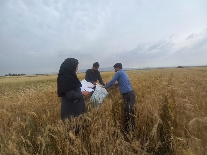 آغاز اجرای طرح «بررسی خلأ عملکرد گندم آبی» در ایلام