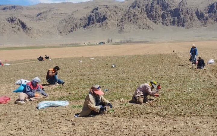 کشت نشایی پیاز در اقلید/ پیش‌بینی کشت ۲۱۰۰ هکتار در سال جاری