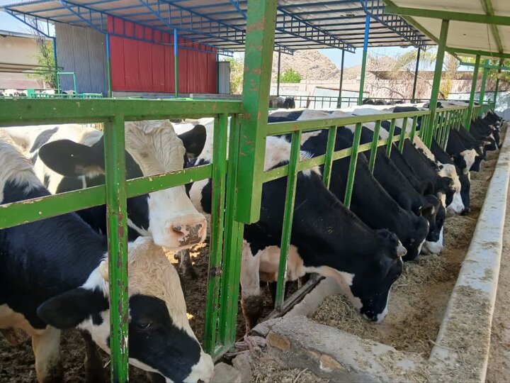رتبه نخست تولید گوشت قرمز فارس به کازرون رسید
