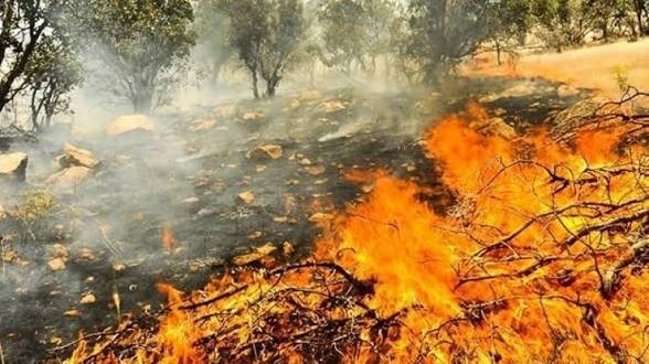 جنگلهای زاگرس در معرض خطر! بارشهای بهاره تبدیل فرصت به تهدید