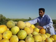 پیش‌بینی برداشت بیش از ۵ هزار تن «پشمک» از مزارع شهرستان زهک