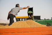 بیش از ۵۶ هزار تن گندم از ۳ هزار کشاورز گلستانی خریداری شد