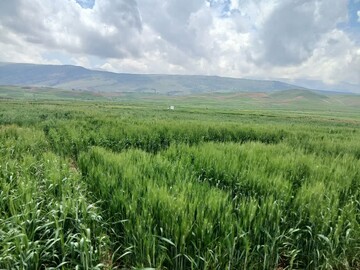 ژنوتیپ‌های برتر گندم دیم سازگار با شرایط اقلیمی در مرحله تحقیقات/ مزارع عاری از زنگ زرد