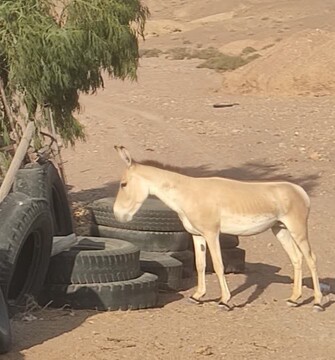 مشاهده گورخر ایرانی در ۱۰۰ کیلومتری زادگاهش در نایین