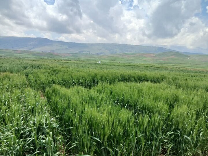 ژنوتیپ‌های برتر گندم دیم سازگار با شرایط اقلیمی در مرحله تحقیقات/ مزارع عاری از زنگ زرد