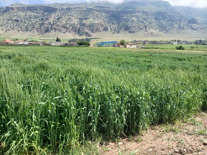 ژنوتیپهای برتر گندم دیم سازگار با شرایط اقلیمی در مرحله تحقیقات/ مزارع عاری از زنگ زرد