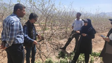 هشدار درباره طغیان آفت «پروانه جوانه‌خوار پسته» در نی‌ریز
