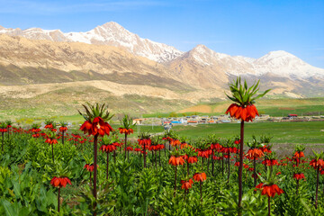 لاله واژگون که گل گریان یا اشک مریم نیز نامیده می شود یکی از گونه های نادر و بسیار زیبای لاله است.