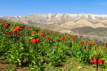 دشت سرسبز در ۲۰ کیلومتری شهر چلگرد و در نزدیکی روستای بنواستکی از توابع شهرستان کوهرنگ جای گرفته است.