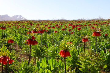 دشت لاله‌های واژگون کوهرنگ در استان چهارمحال و بختیاری قرار دارد و یکی از جاهای دیدنی کوهرنگ به شمار می‌رود.