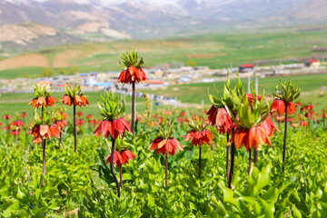 این دشت سرسبز در نزدیکی روستای بنواستکی از توابع شهرستان کوهرنگ جای گرفته است.