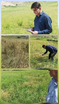 خسارات تگرگ به ۸۰ درصد مزارع روستای طاق‌طاوی چوار