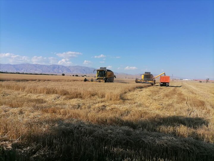 آغاز برداشت گندم مرغوب دهلران با حمایت بزرگترین آبخوان کشور