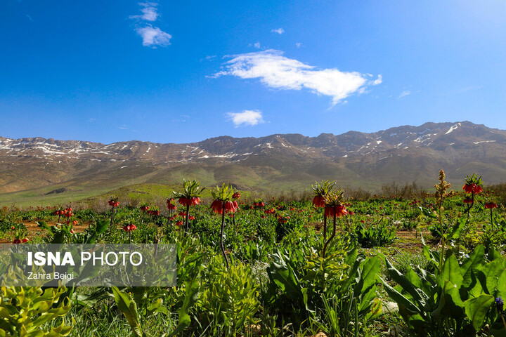 کور سوی چراغ گردشگری در سایه محدودیت اینترنت در حال خاموشی است