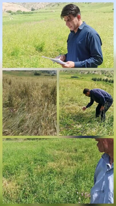 خسارات تگرگ به ۸۰ درصد مزارع روستای طاق‌طاوی چوار