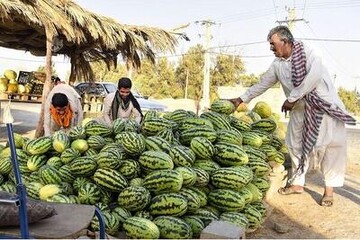 "چیتک" هندوانه محلی سیستان و بلوچستان وارد بازار شد