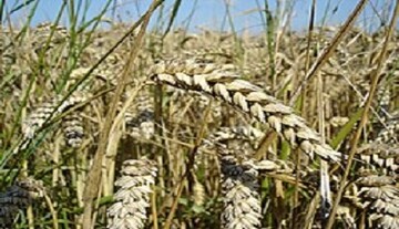 پرداخت ۱۸.۲ میلیارد تومان خسارت برای مزارع گندم اندیمشک