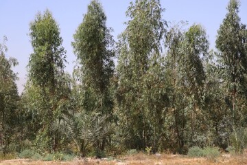 ایجاد جنگل‌های چوب در جنوب فارس