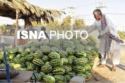 "چیتک" هندوانه محلی سیستان و بلوچستان وارد بازار شد