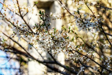 طبیعت بهاری گنج نامه 