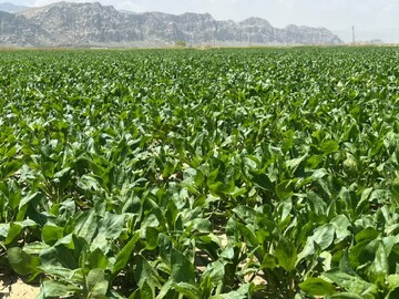 تحول در اقتصاد روستایی با اصلاح الگوی کشت/ دیمزارهای زرقان میزبان گیاهان دارویی شدند