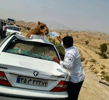 یک فوتی و ۳ مجروح در برخورد اتوبوس با شتر در مسیر زاهدان - نهبندان