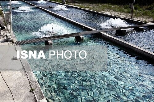 تلاش برای احیای استخرهای شیلات شهرستان‌های راسک و سرباز