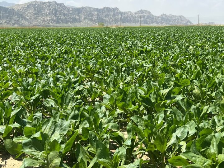 تحول در اقتصاد روستایی با اصلاح الگوی کشت/ دیمزارهای زرقان میزبان گیاهان دارویی شدند