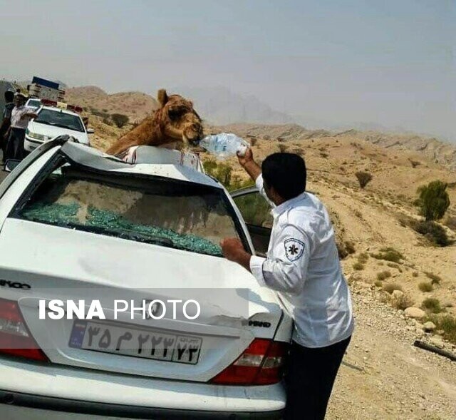 عکس آرشیوی است یک فوتی و ۳ مجروح در برخورد اتوبوس با شتر در مسیر زاهدان - نهبندان