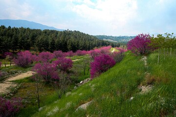 بوستان یاس - اتوبان بابایی تهران