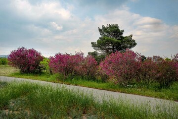 بوستان یاس - اتوبان بابایی تهران