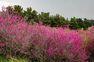 بوستان یاس - اتوبان بابایی تهران