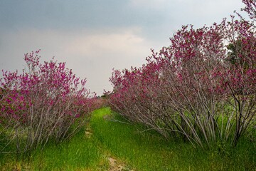 بوستان یاس - اتوبان بابایی تهران