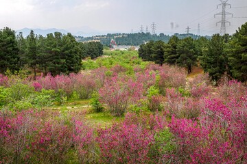بوستان یاس - اتوبان بابایی تهران