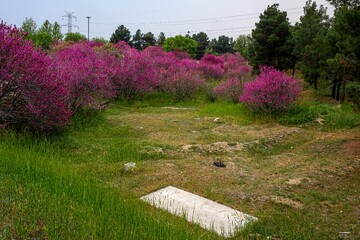 بوستان یاس - اتوبان بابایی تهران