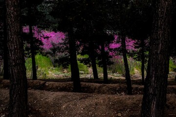 بوستان یاس - اتوبان بابایی تهران