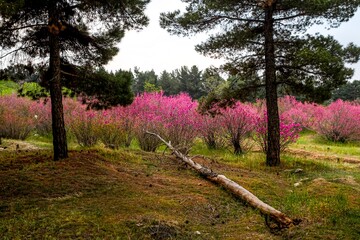 بوستان یاس - اتوبان بابایی تهران