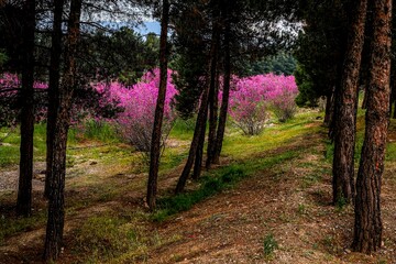 بوستان یاس - اتوبان بابایی تهران