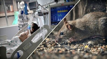 نگاهی علمی به هانتاویروس و رفتار اپیدمیولوژیک آن
