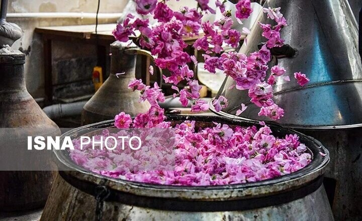تفتان قطب نوظهور گل محمدی در سیستان‌ و بلوچستان/ تولید ۵ هزار لیتر گلاب در شهرستان