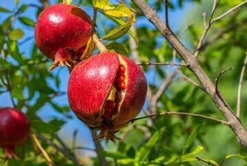 ترکیدگی انار، دومین تهدید بزرگ باغات