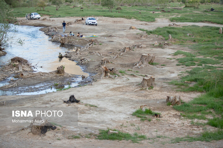 قطع گسترده درختان روستای «اسکان» - شازند