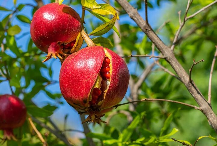 ترکیدگی انار، دومین تهدید بزرگ باغات